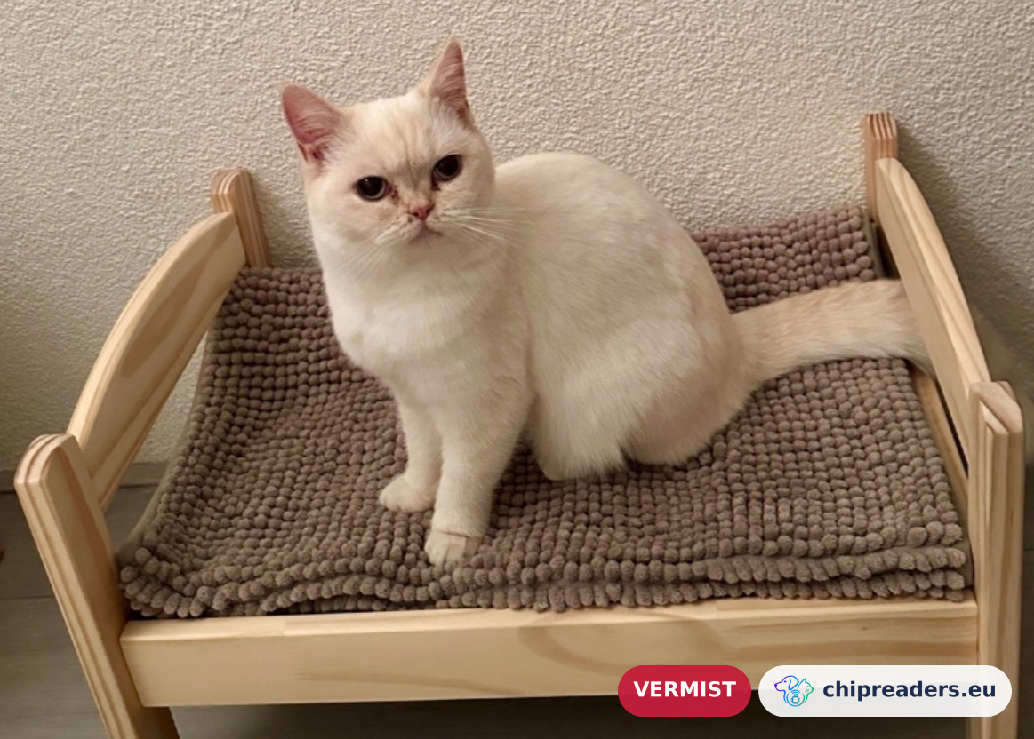 Mila, kat