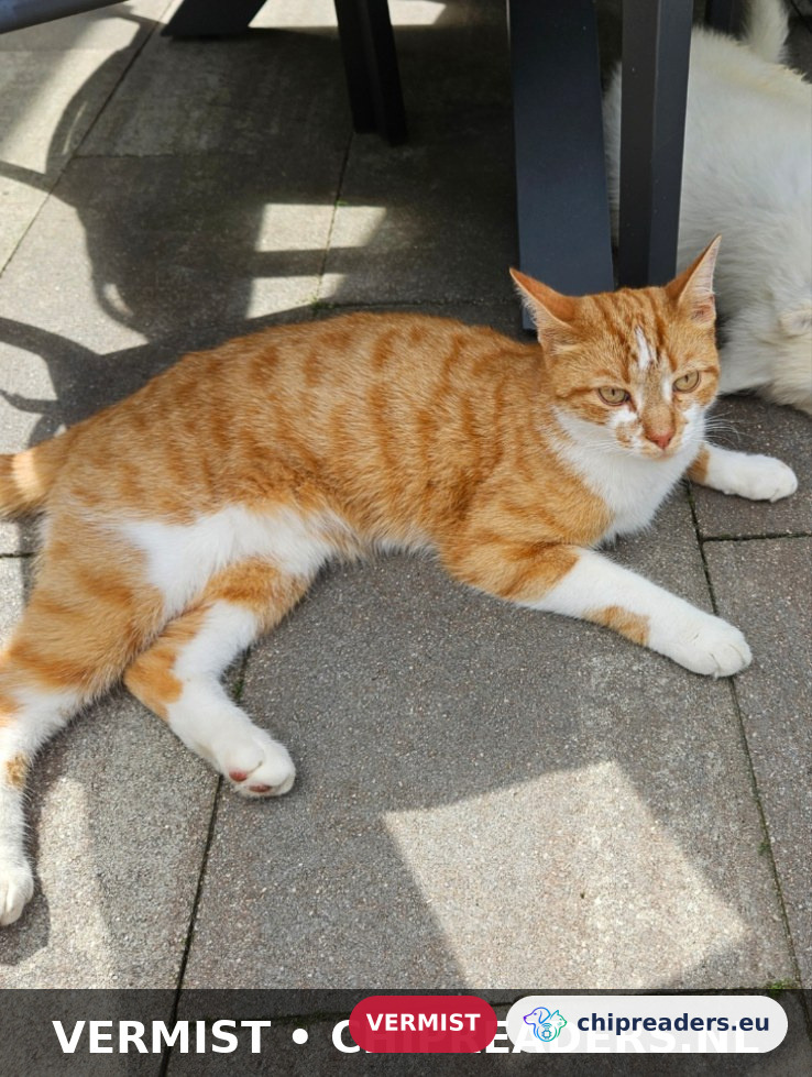 Maurits, kat