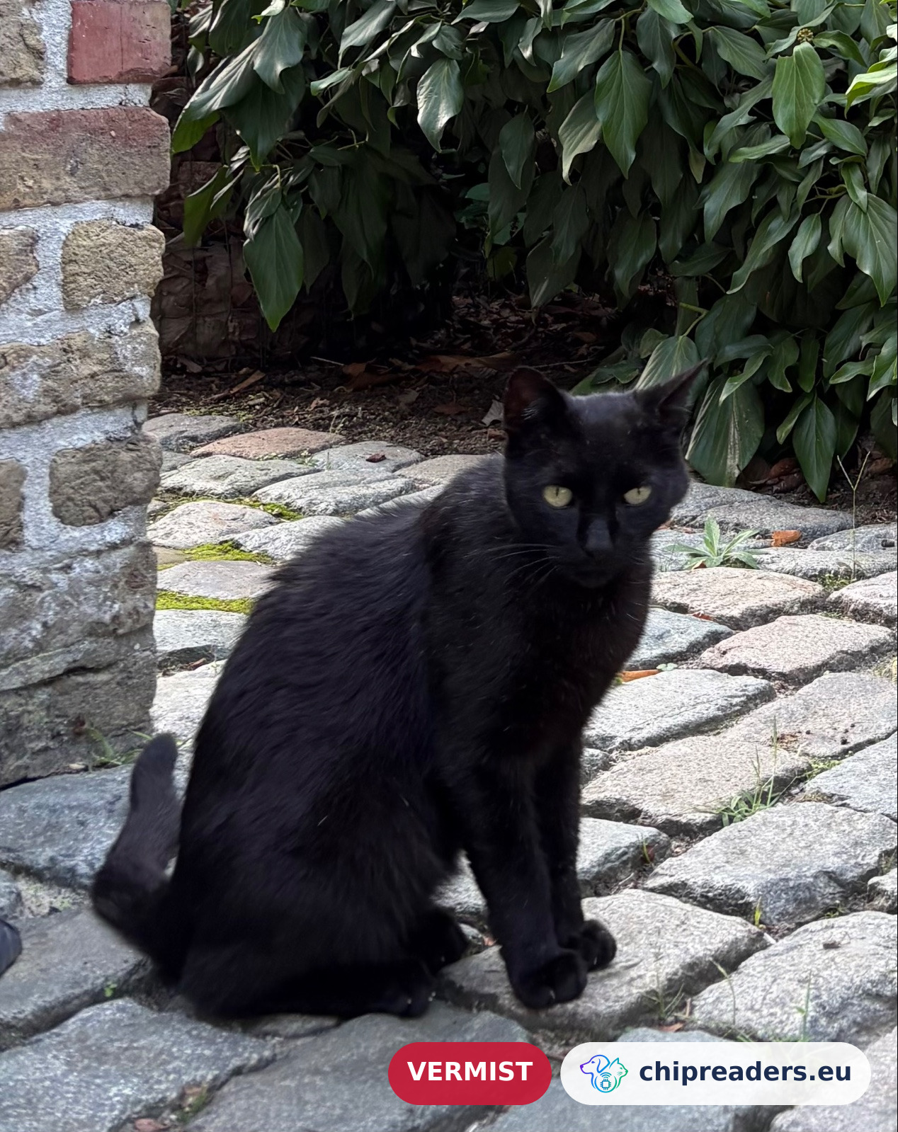 P’tatje (Cat), missing animal