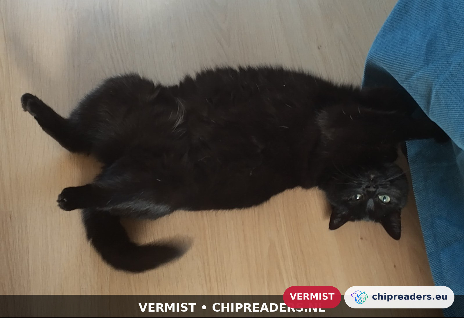 Ninja, Kat