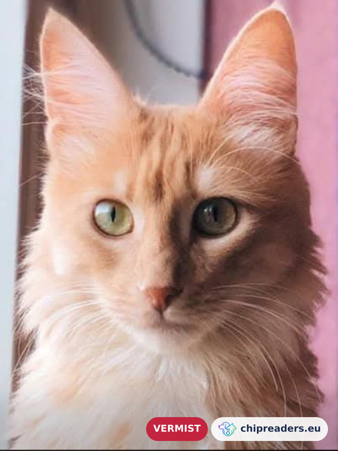 ilkay, kat