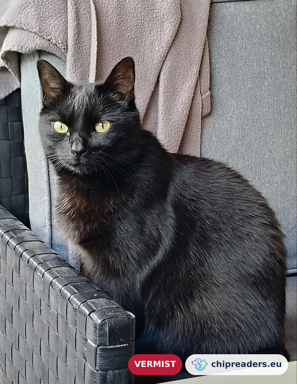 Rolo, kat