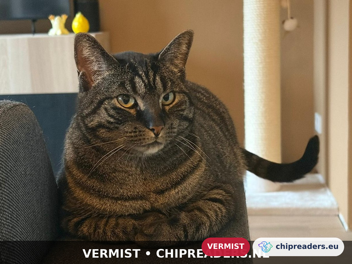 Guus, kat