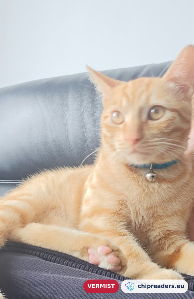 ood, kat