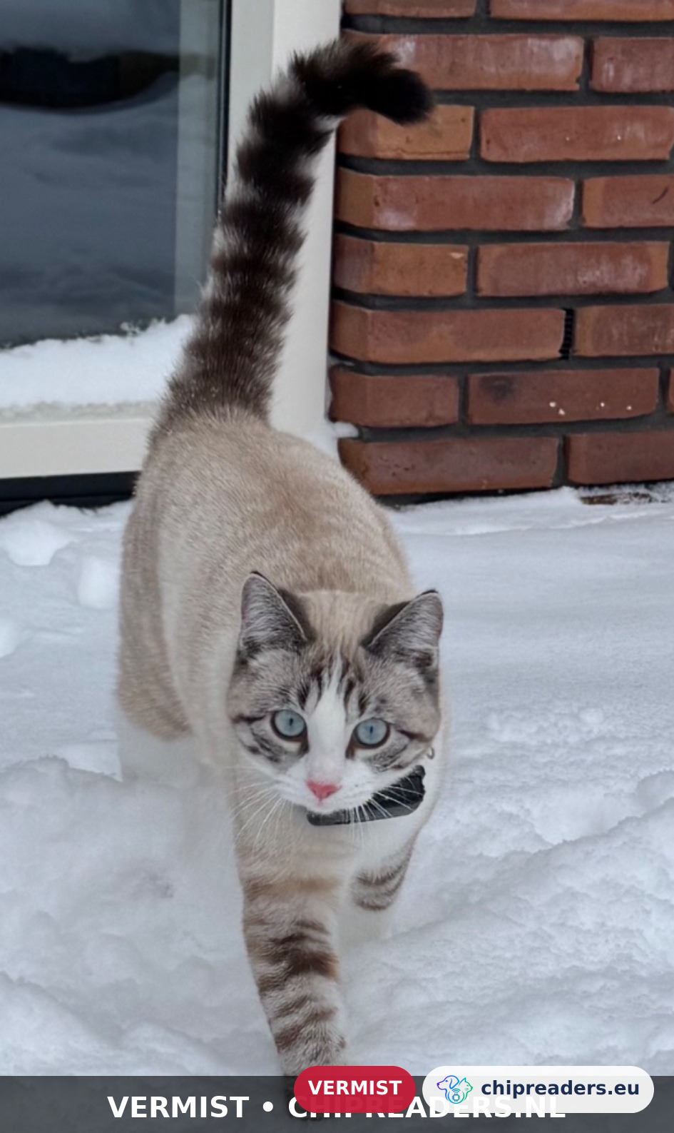 Mila, kat