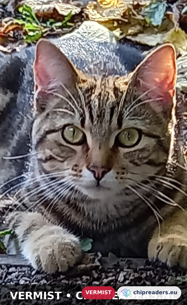 Charlie, kat