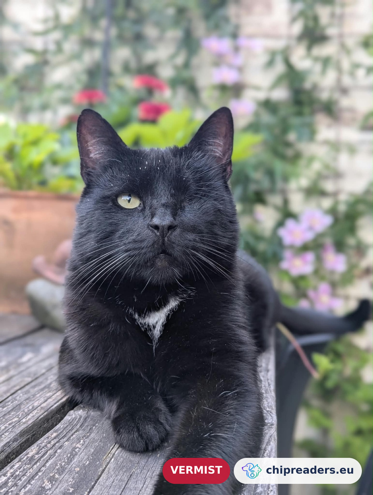Tommie, kat