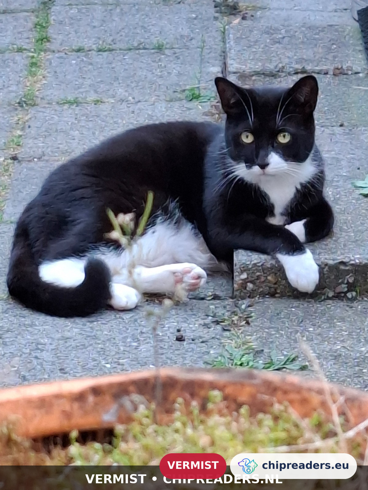 Peer, kat