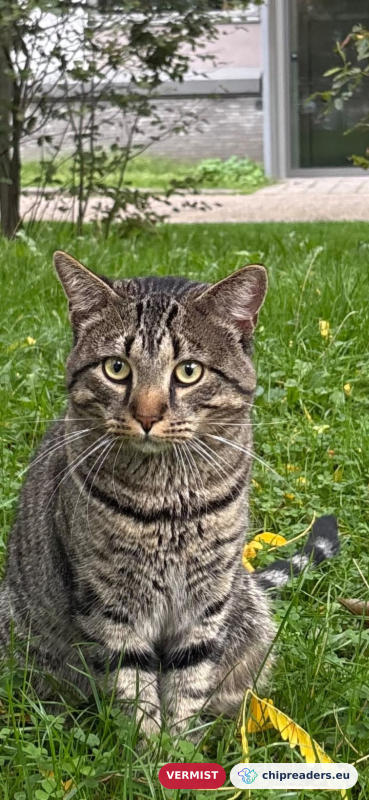 Pipa, kat