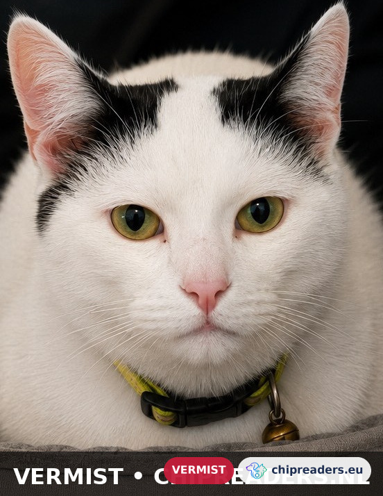 Poes, kat