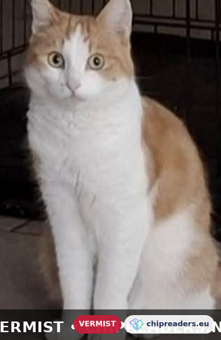 Saar / Saartje, kat