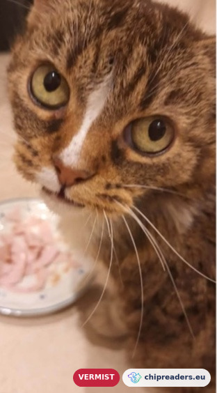 Mokkie, kat