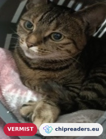 Kitty, kat