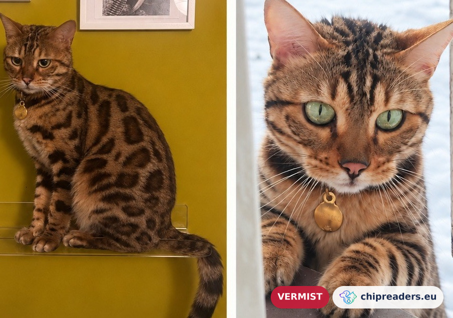 Bongo, kat