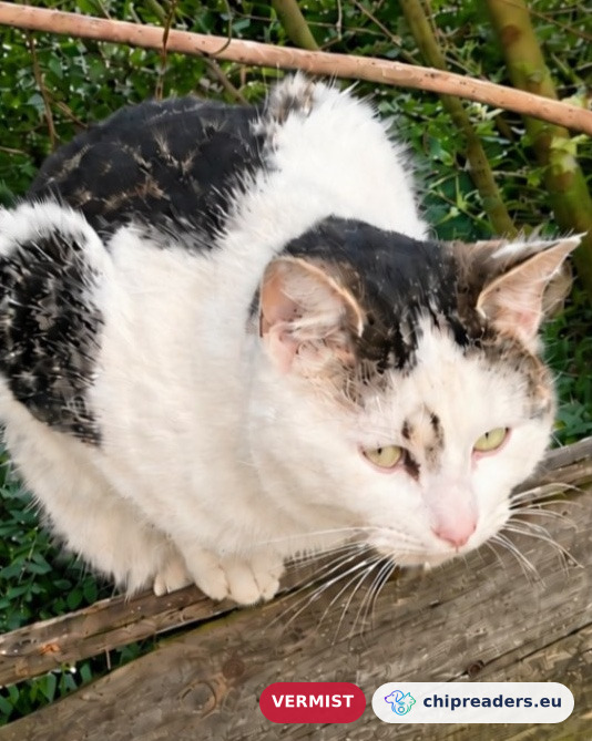 Thanos, kat
