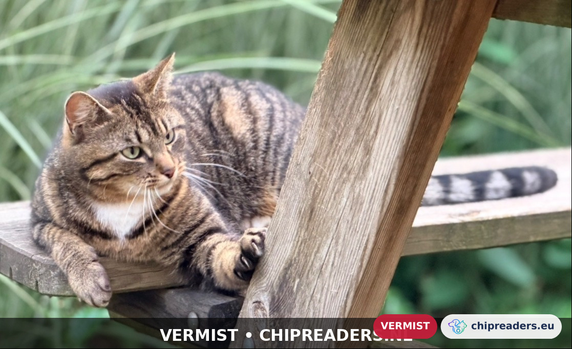 Kruimel, kat