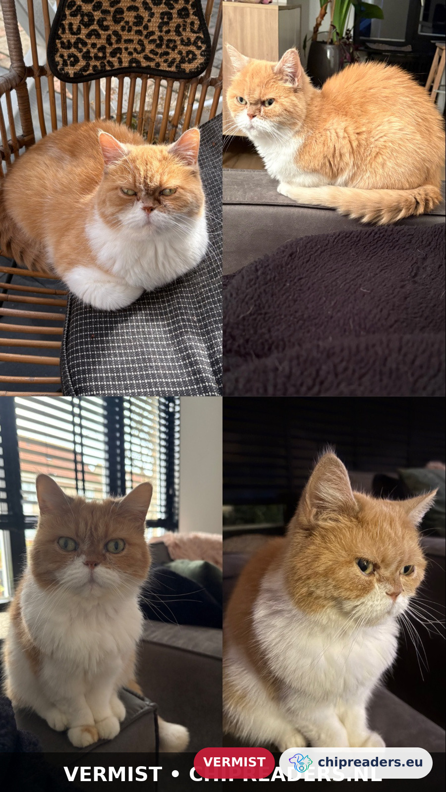 Kimchii, Gato