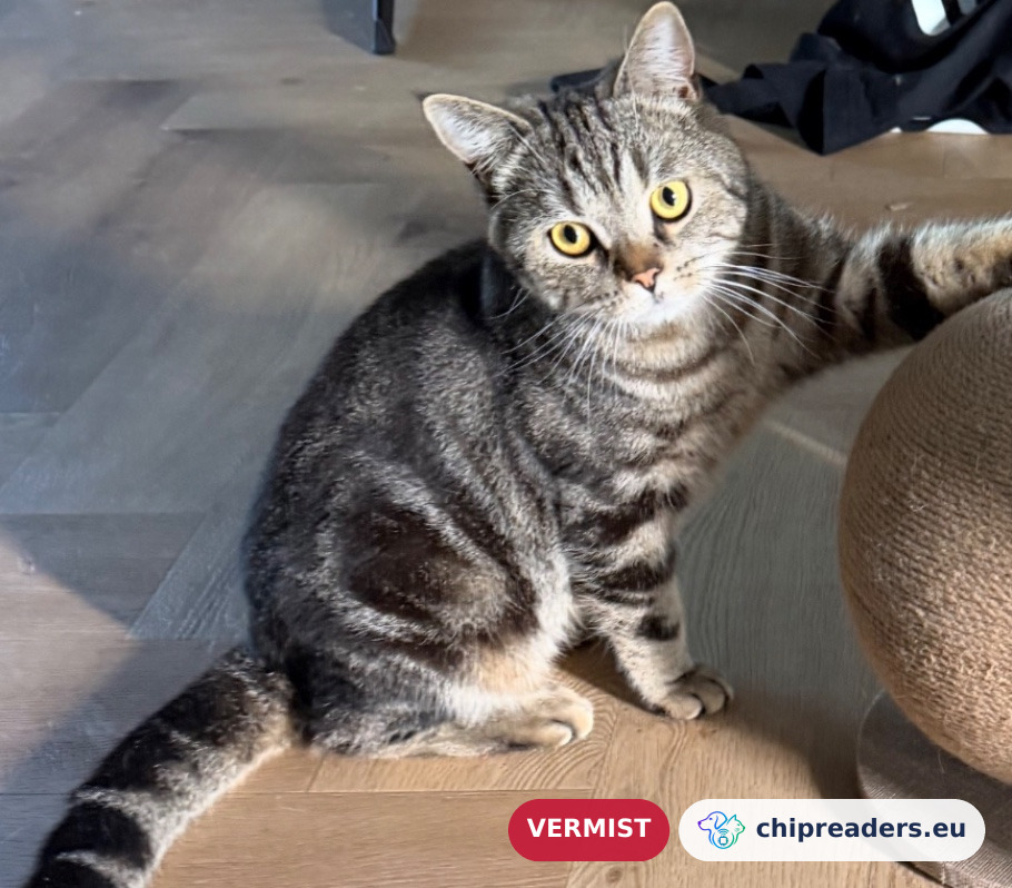 Lio, kat