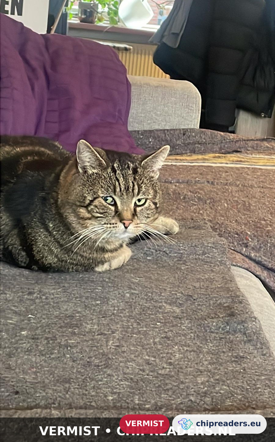 Moenie, kat