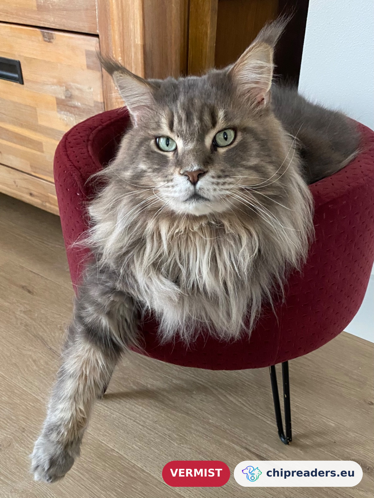 Odysseus/ Ody, kat