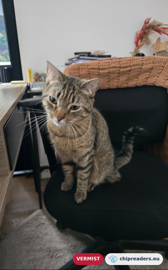 Streepje, kat