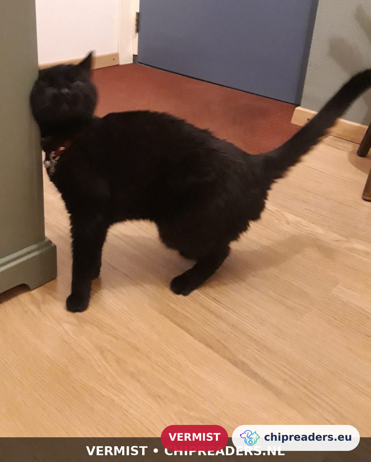 Bolletje, kat