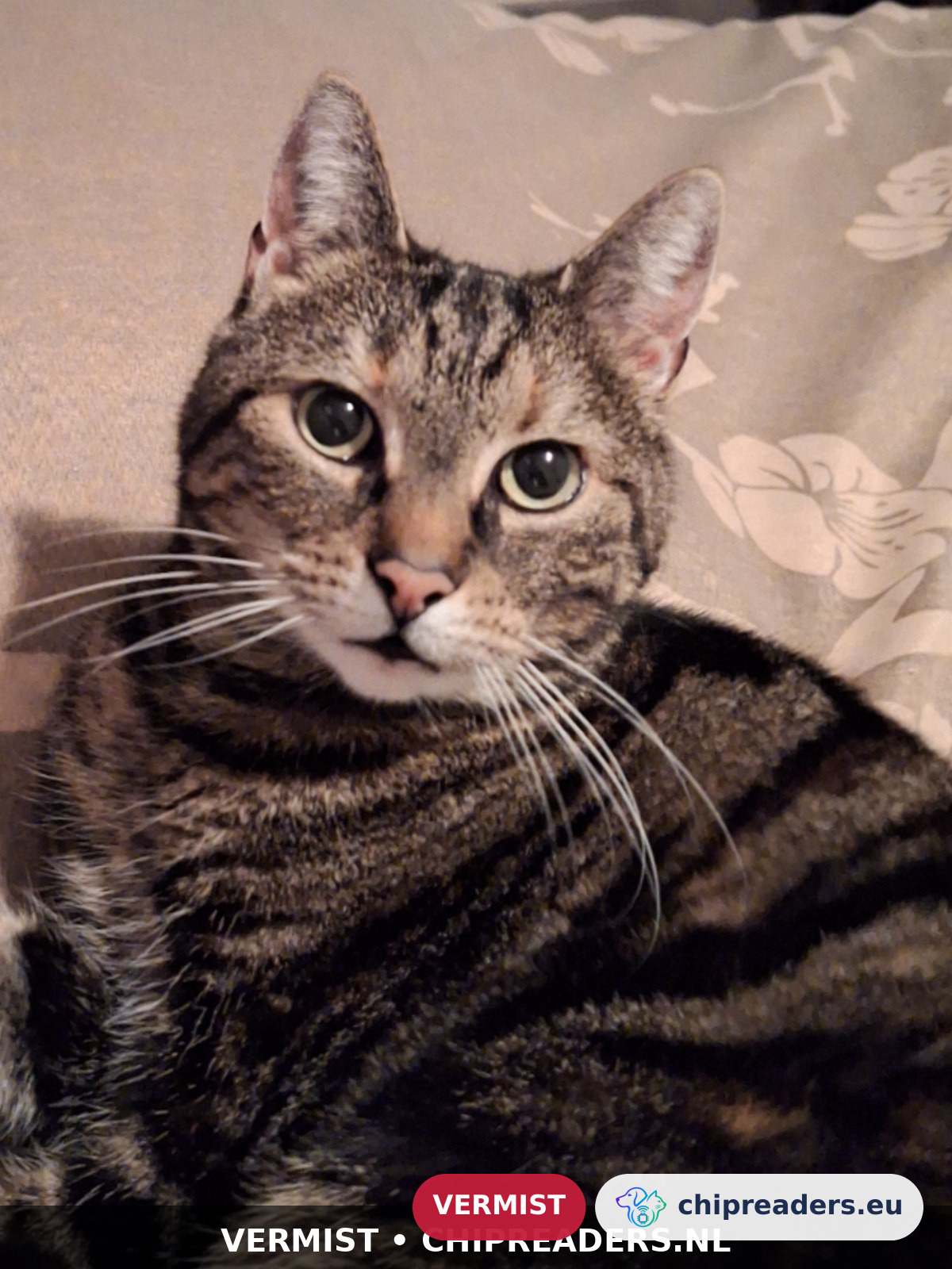 Lissie, kat