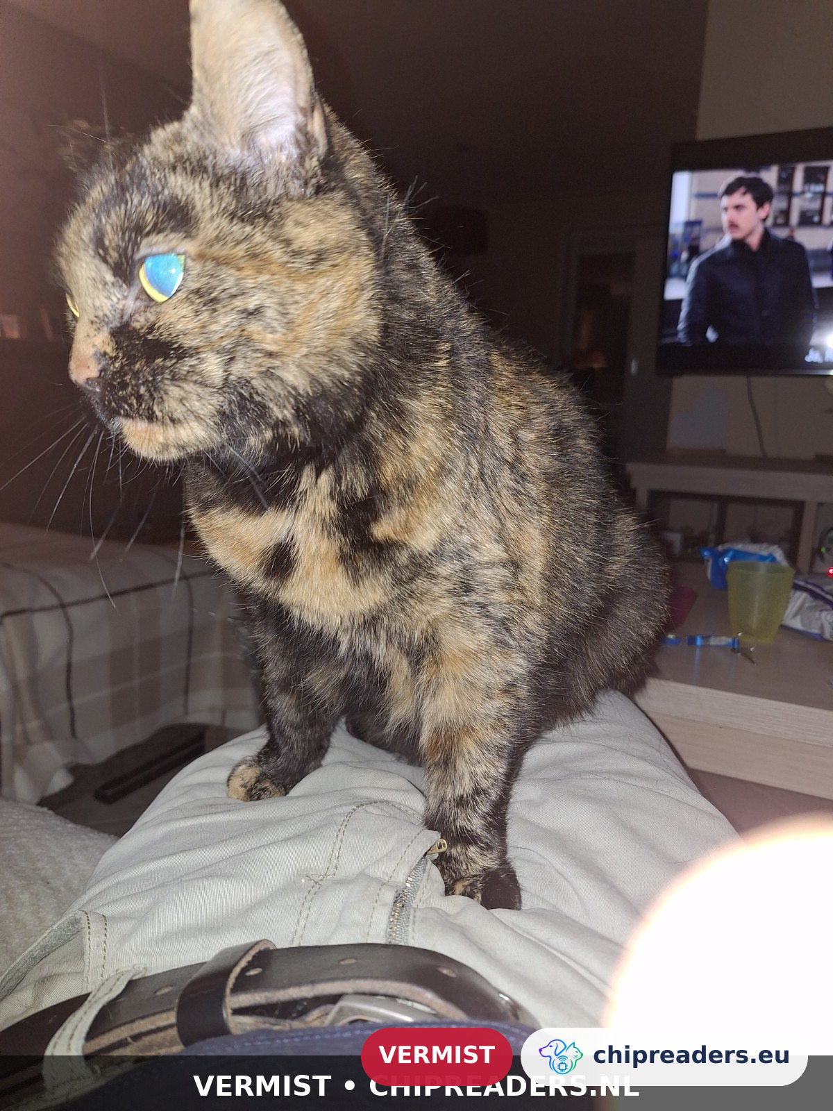Winnie, Kat