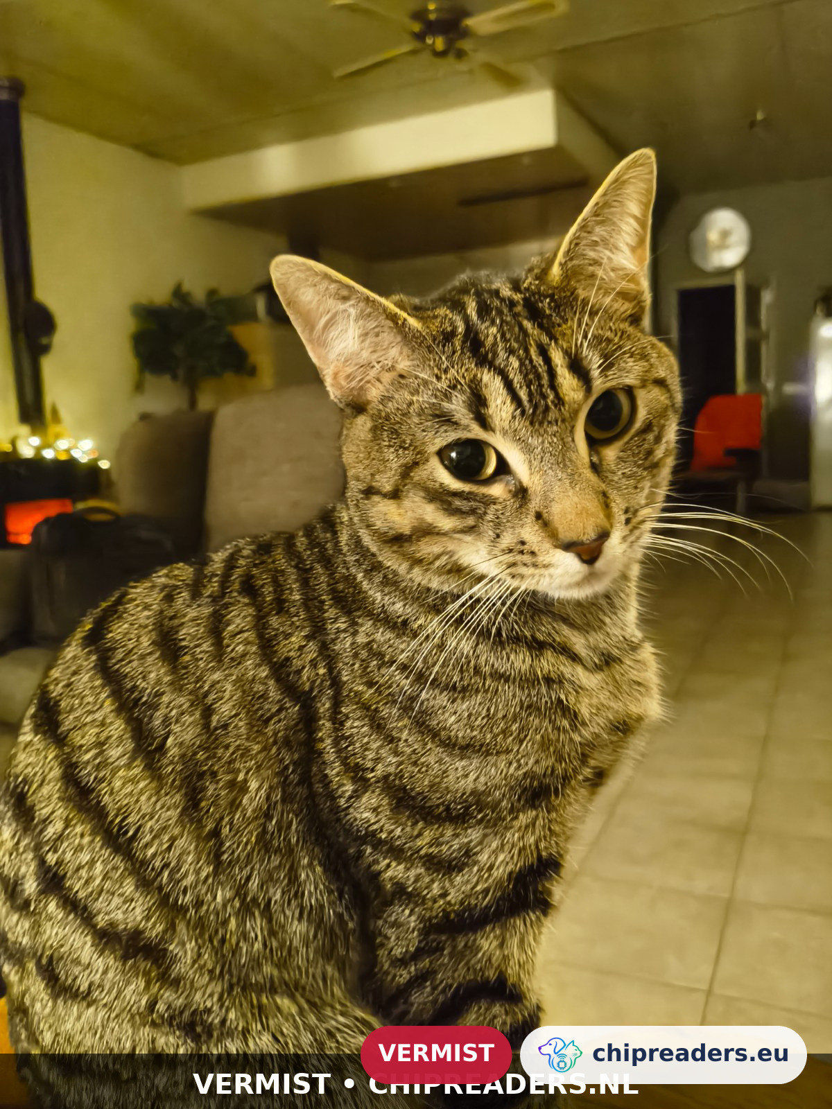 Loki, kat