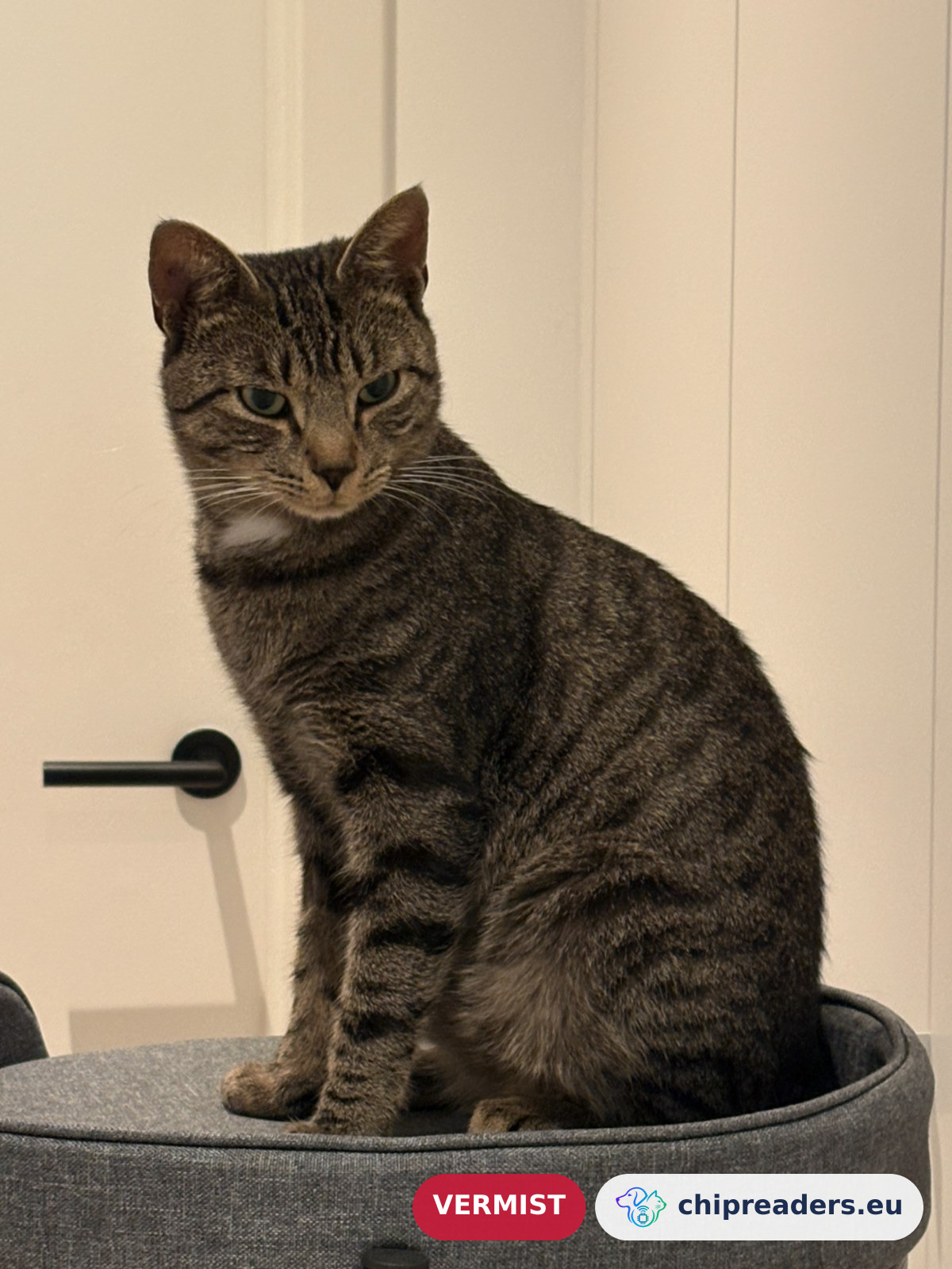 Envar alias Bobby, kat