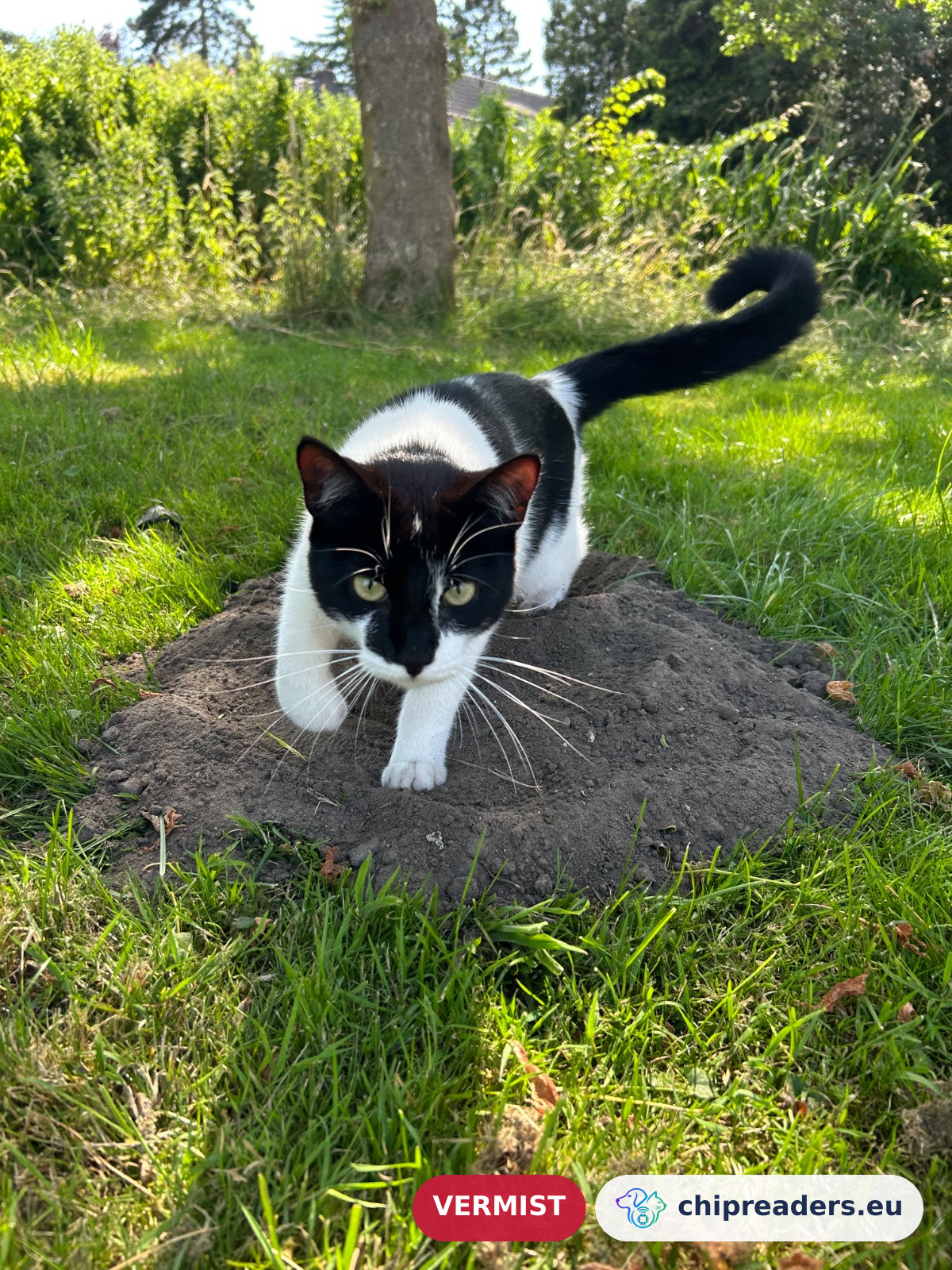 Kees, kat