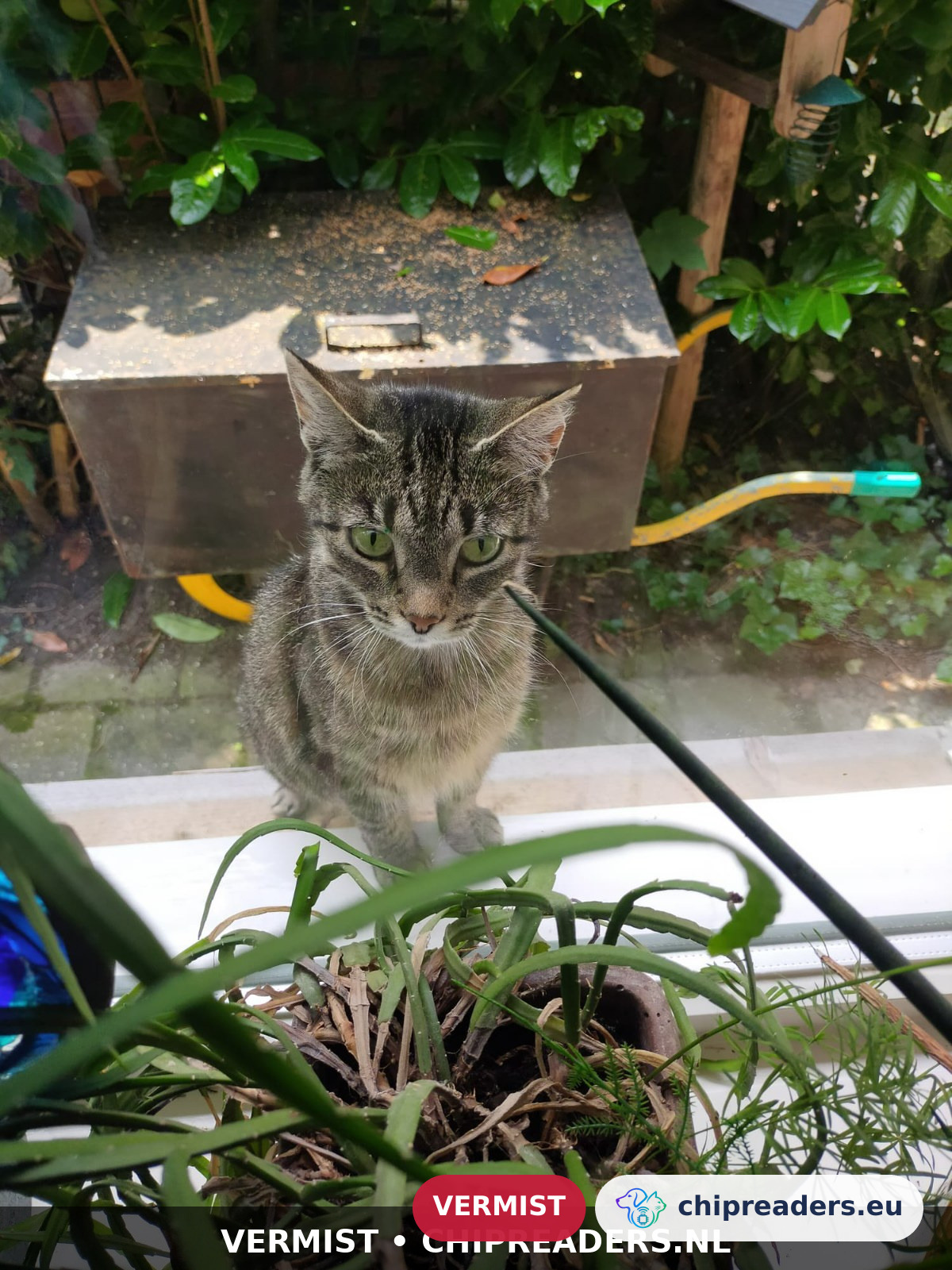streepje, kat
