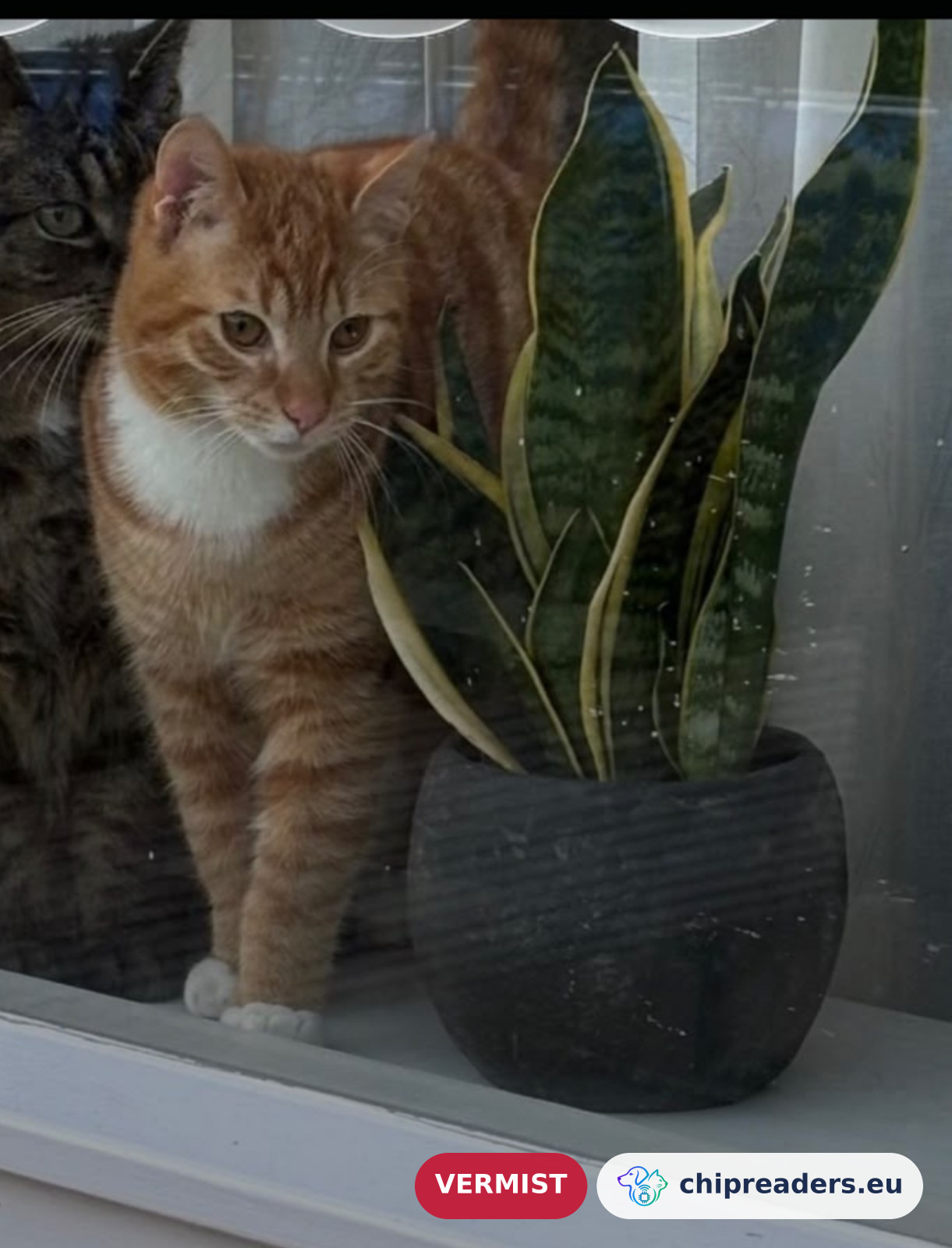 Kees, kat