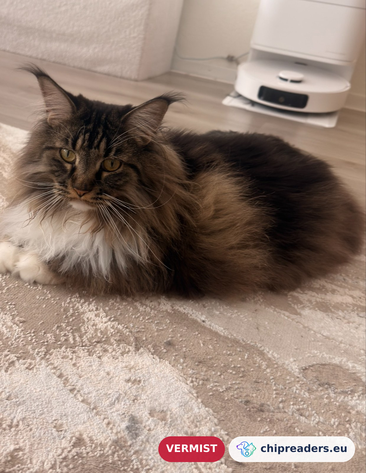 kicula, kat