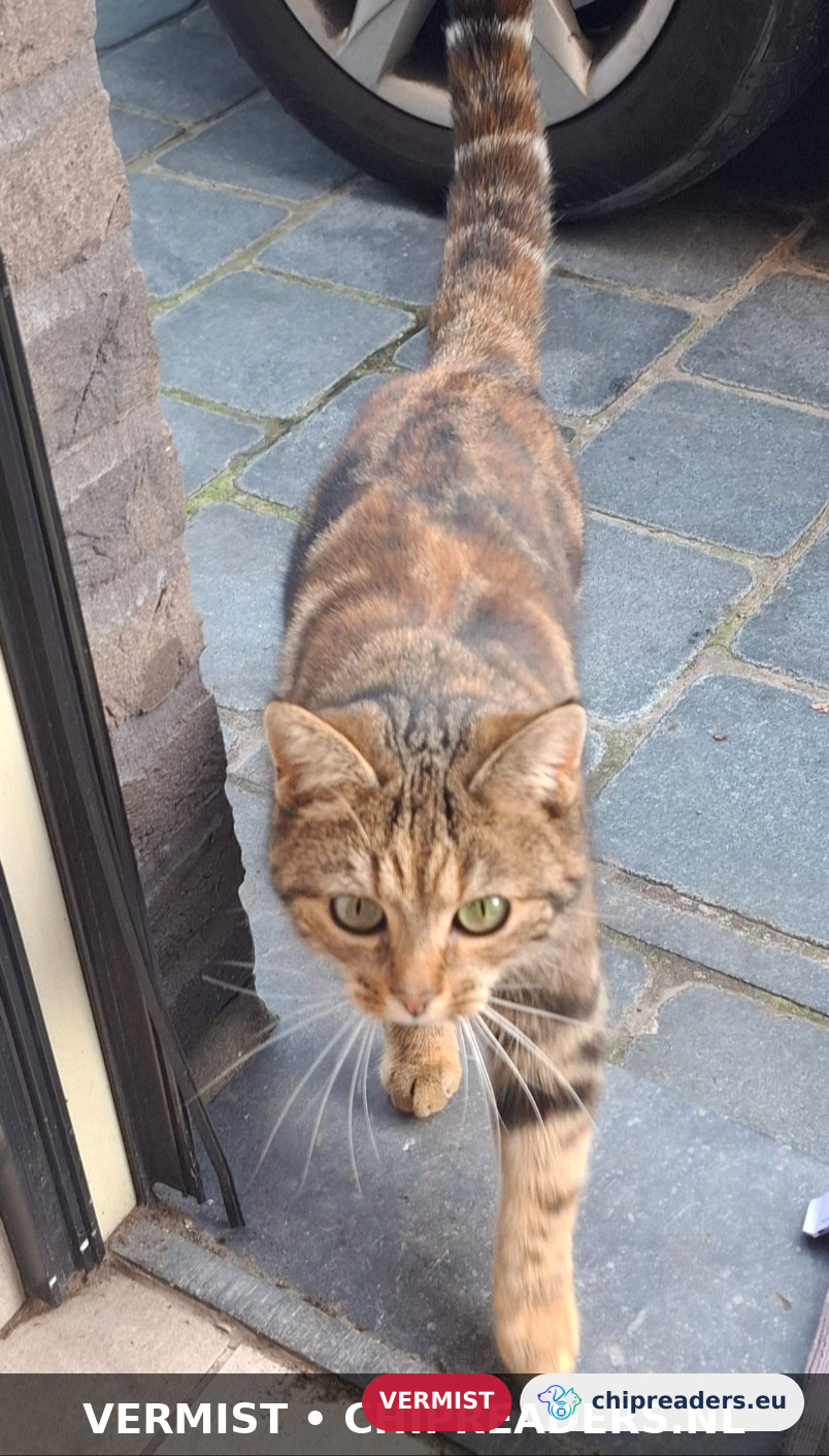FERDINAND, kat