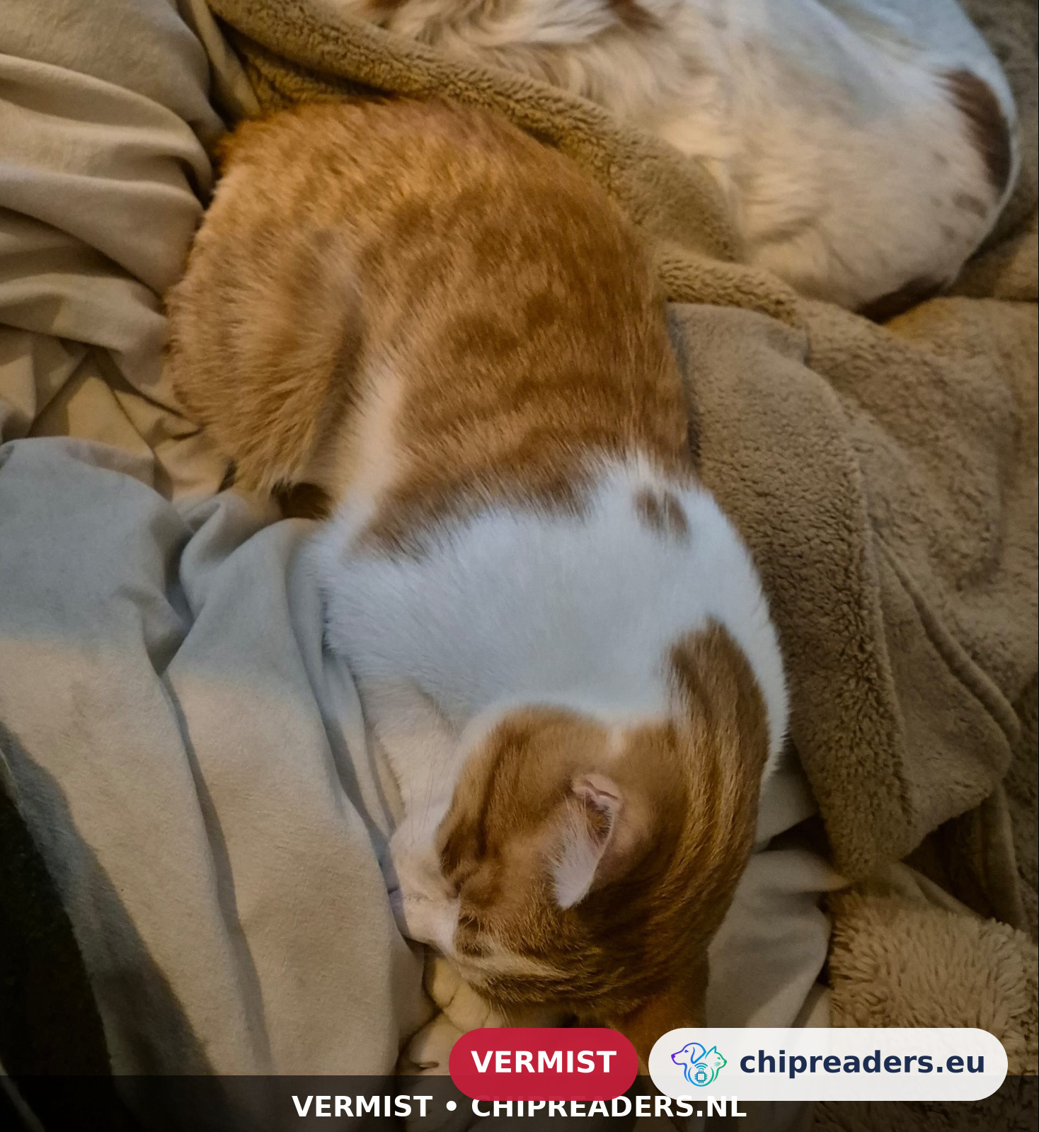 Binky, kat