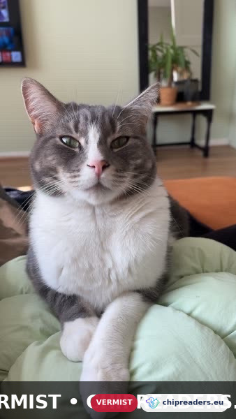 Mickey, kat