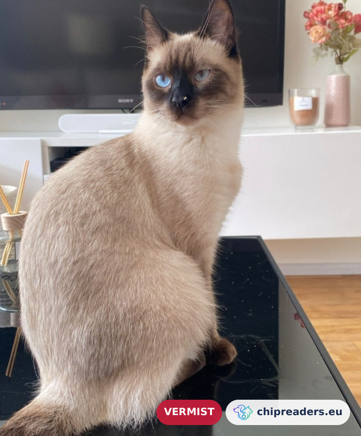 Nacho, kat