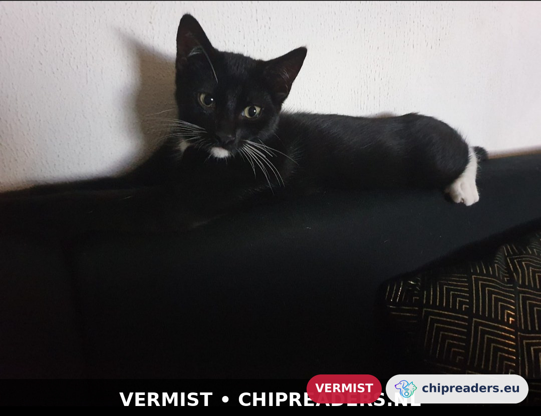 Blacky, Kat