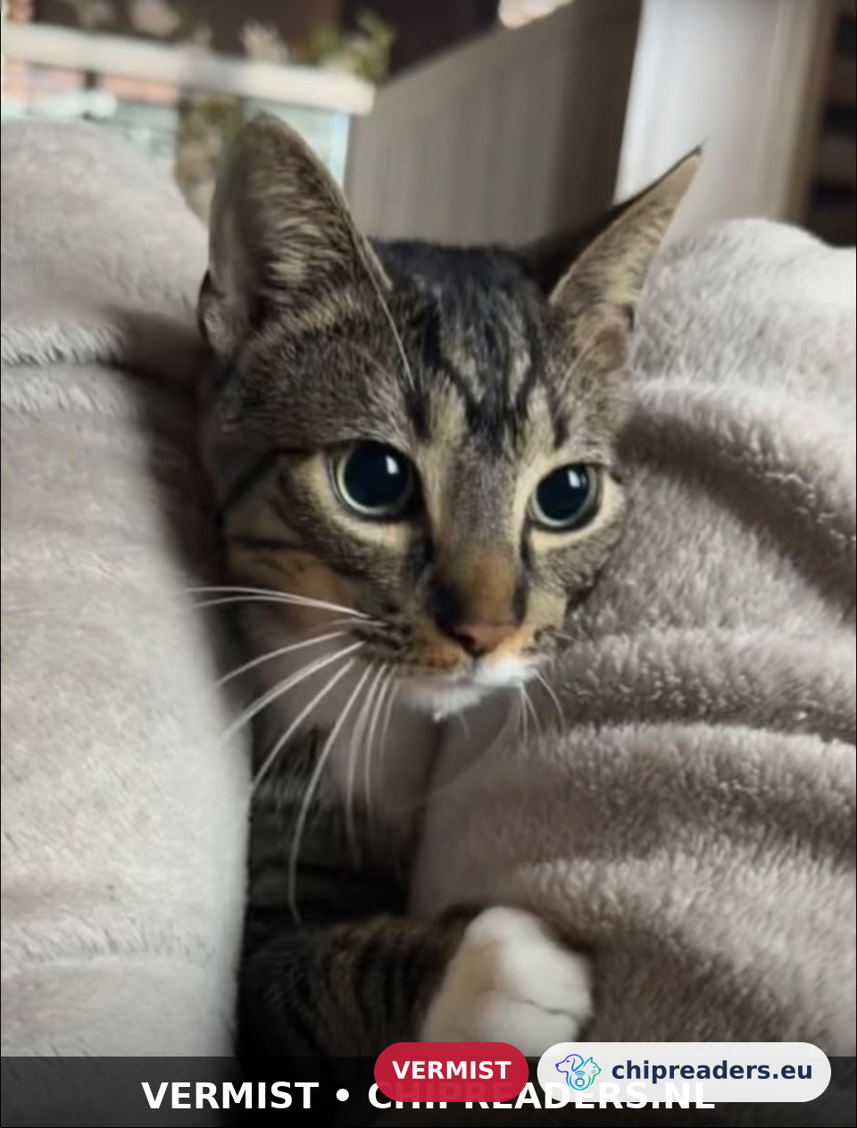 Jaxi, Kat