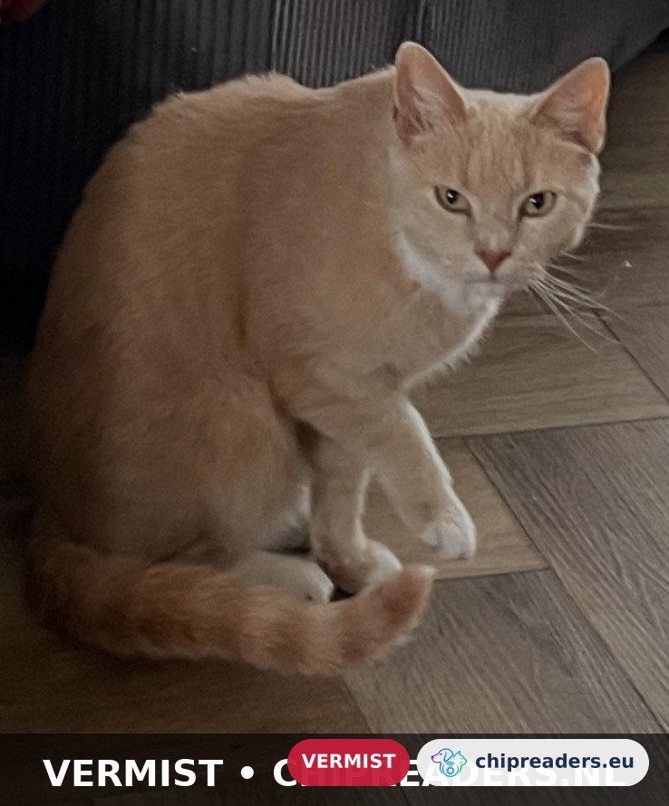 Fritzy, kat