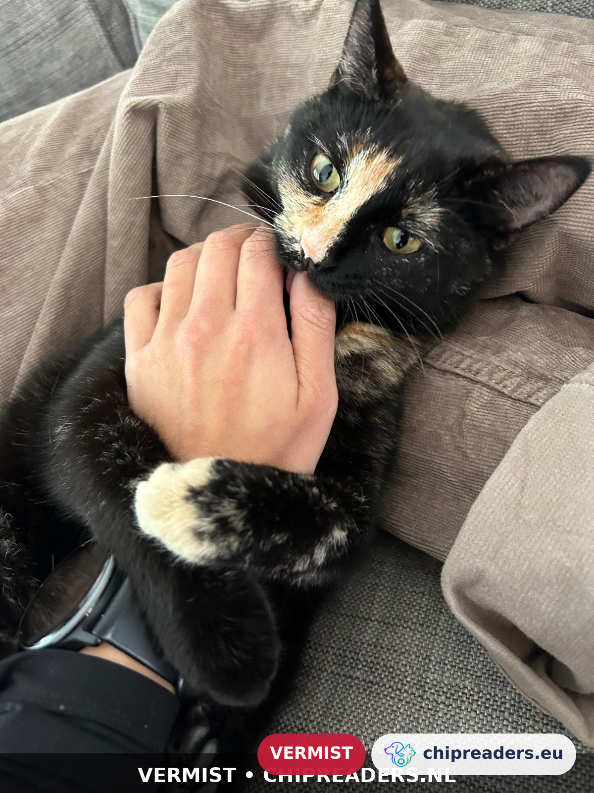 Pistache, kat
