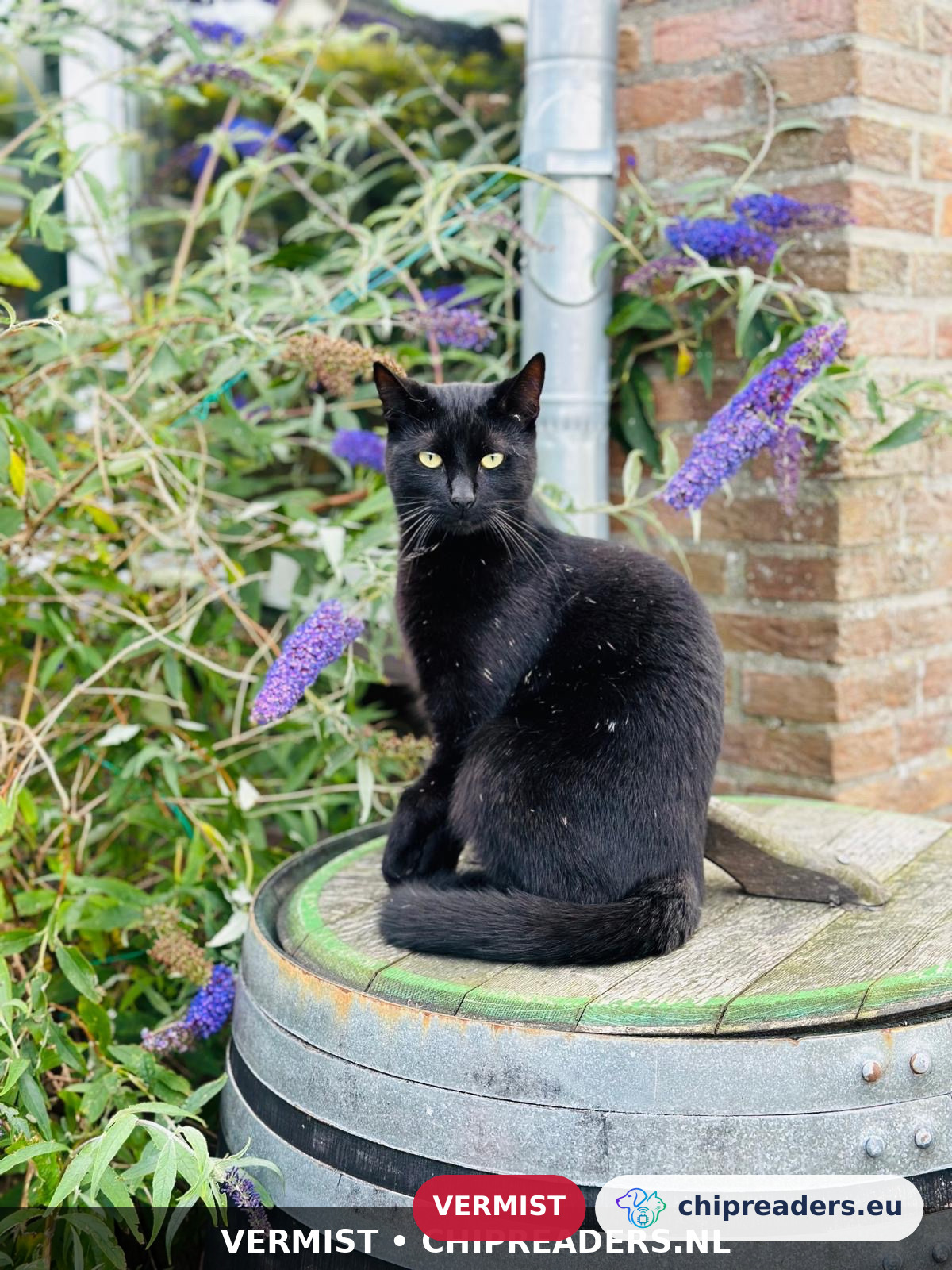 Nelis, kat