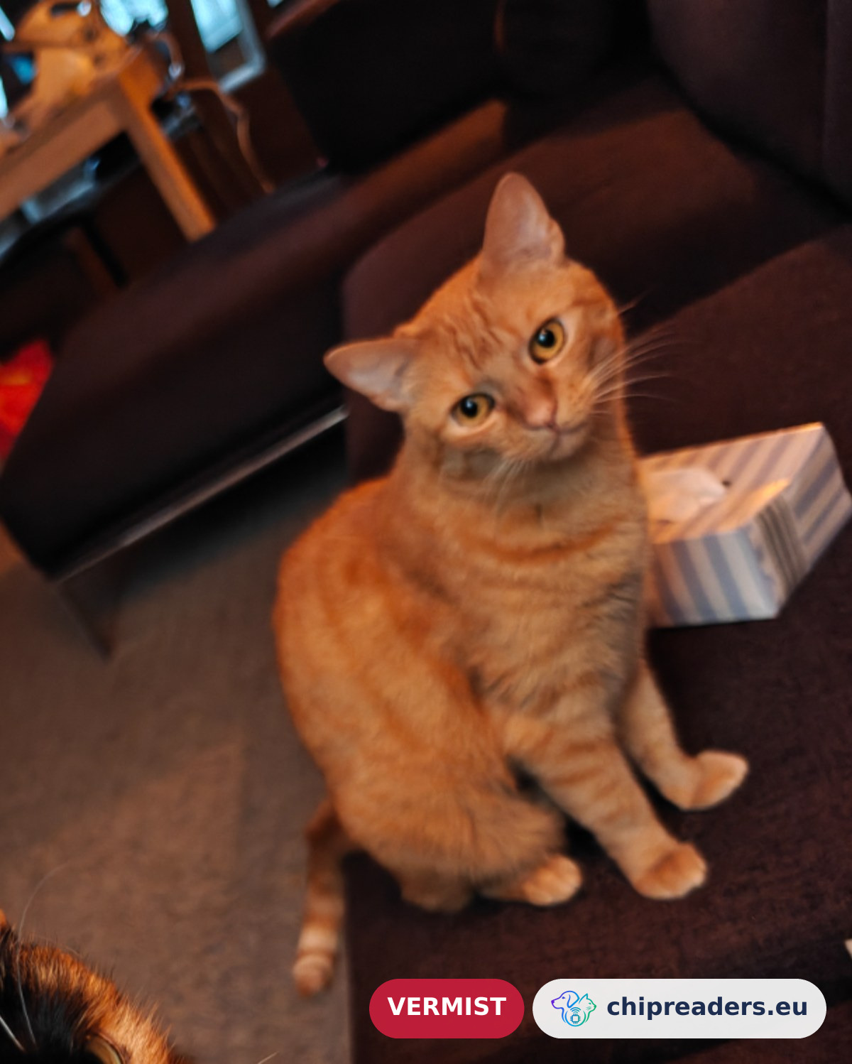 Zoë, kat