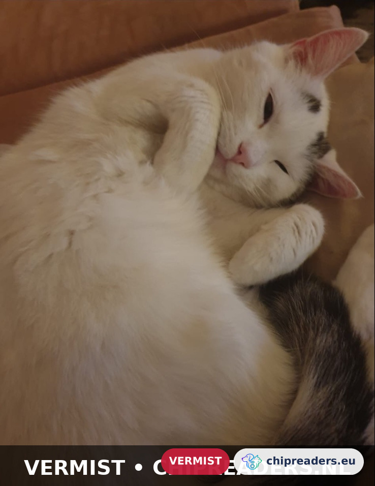 Baas, Kat