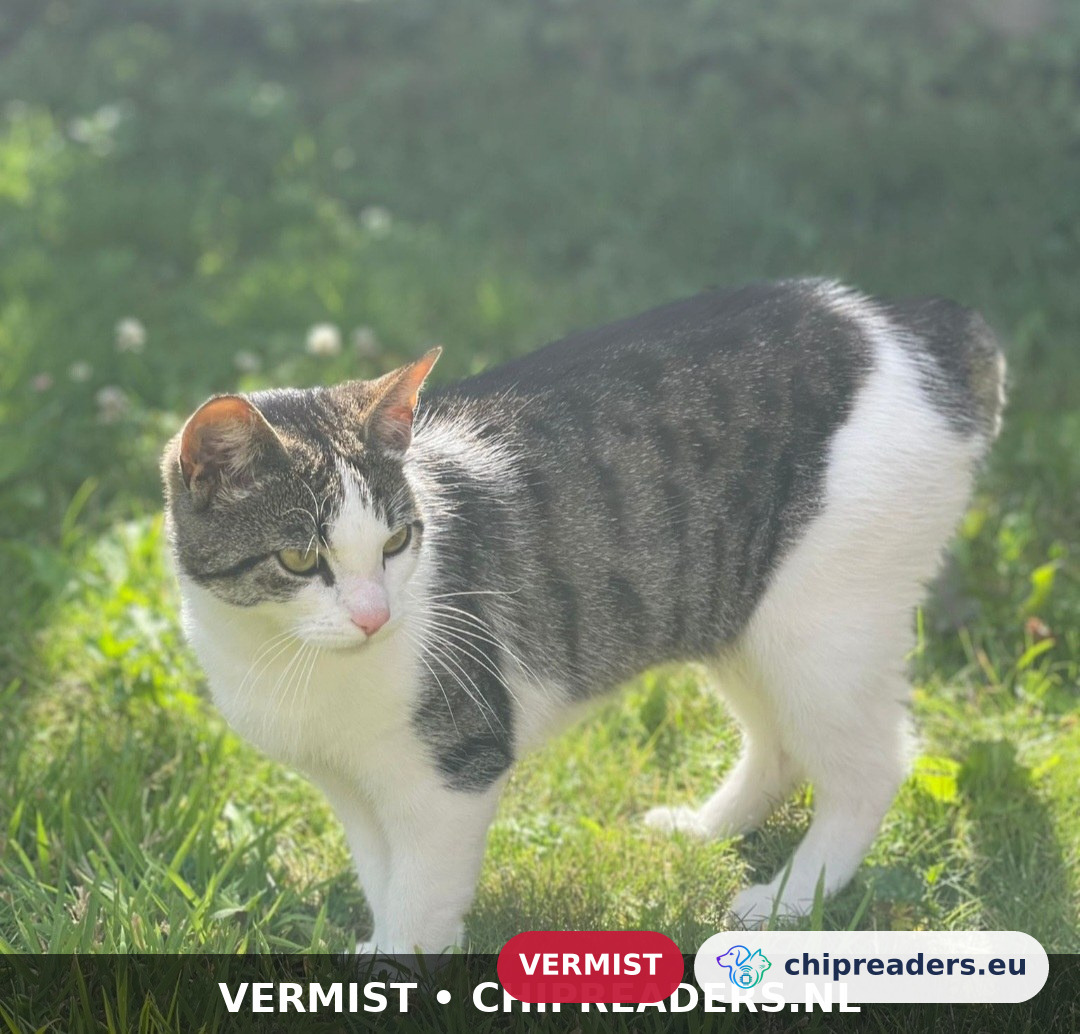 Muts, Kat