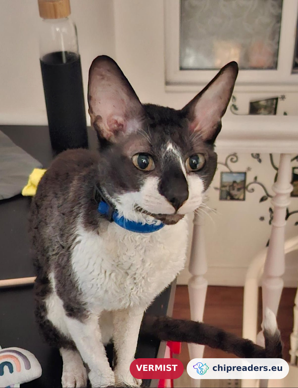 Cosmo, kat