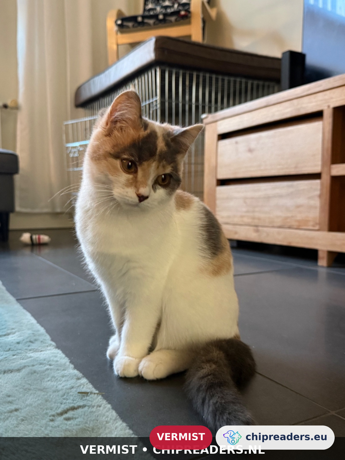 Siepje, kat