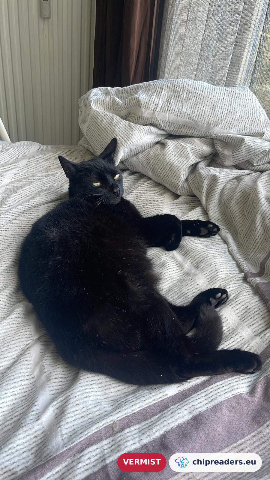 Shinx, kat