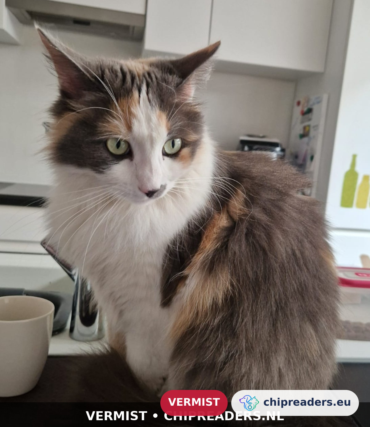 Flor, kat